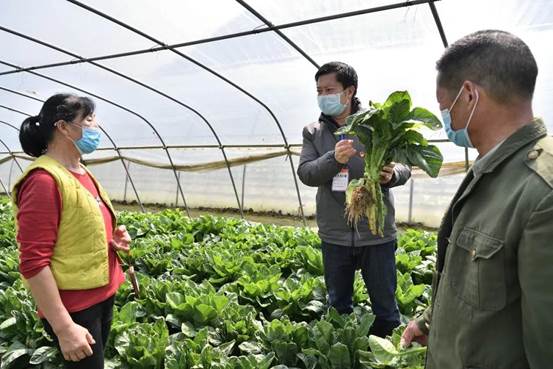 说明: 孙国军（中）在寺坪镇蔬菜基地查看蔬菜长势，帮助解决销售难题