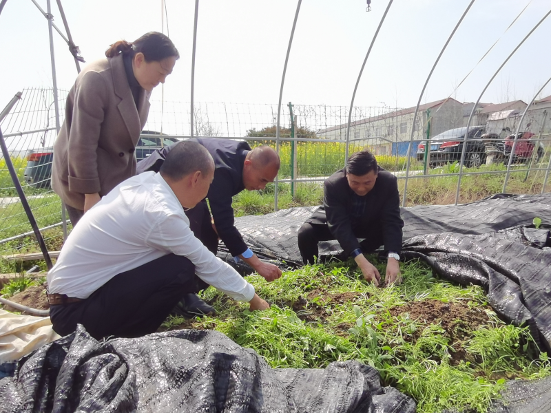 谷城县科协特邀边银丙教授专家团队来谷开展食用菌种植技术培训配图5.png