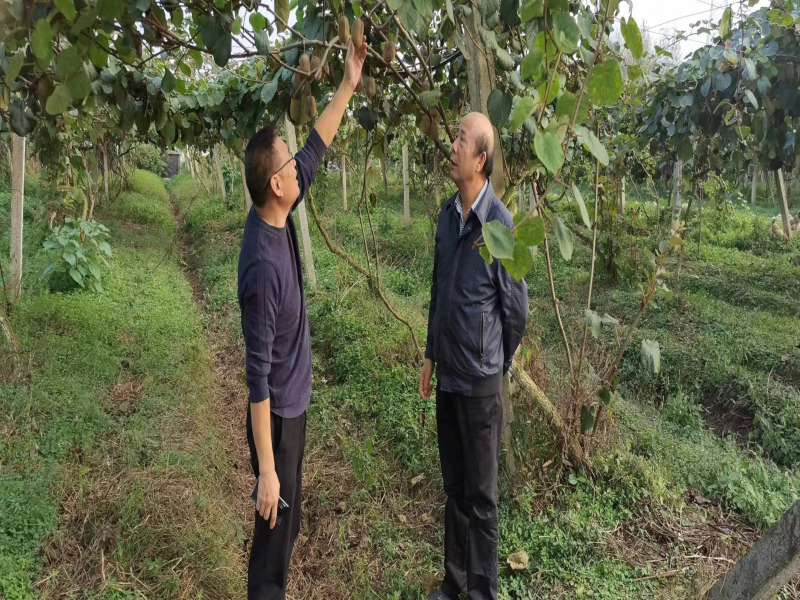 2-合作社负责人郭枫与曾祥福教授查看研究猕猴桃生长情况.jpg